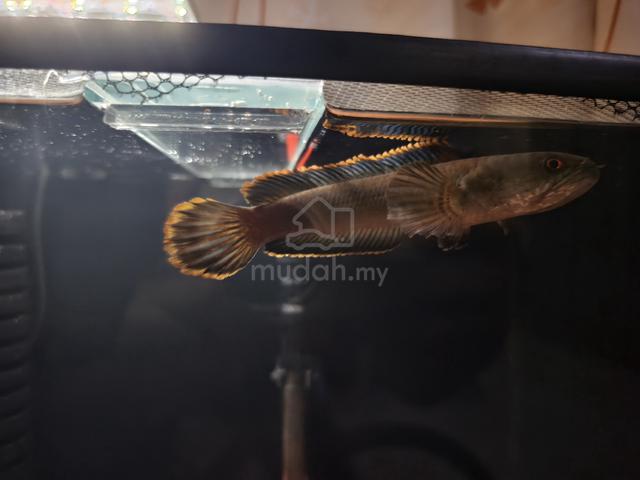 Channa Limbata - photo 5 of 6