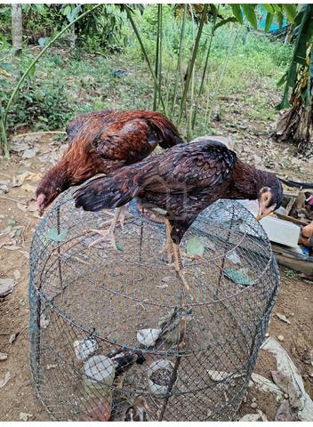 ayam ratu nokdaeng  - photo 3 of 5
