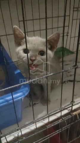 Carousel Image Selected