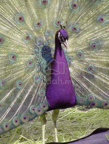 Carousel Image