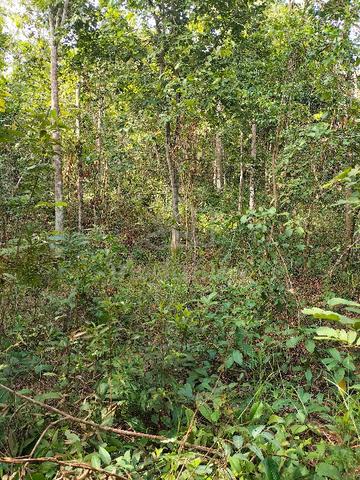 Agricultural Land for Sale, 3.9 Acre(s), Baling, Kedah | Mudah.my