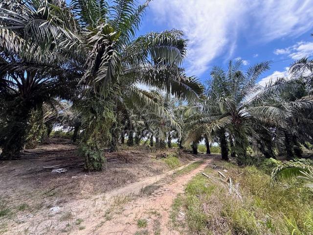 2.5 Acres Freehold Palm Oil Land | Near Industrial Area | Kulai 1
