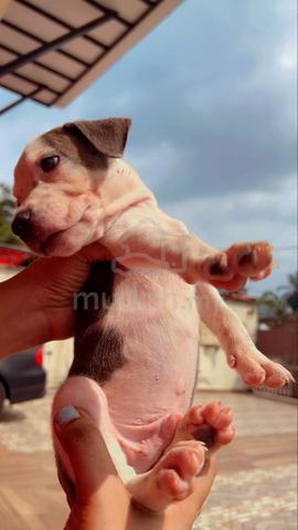 Puppy Labrador Mix Pitbull - Pets for sale in Shah Alam, Selangor
