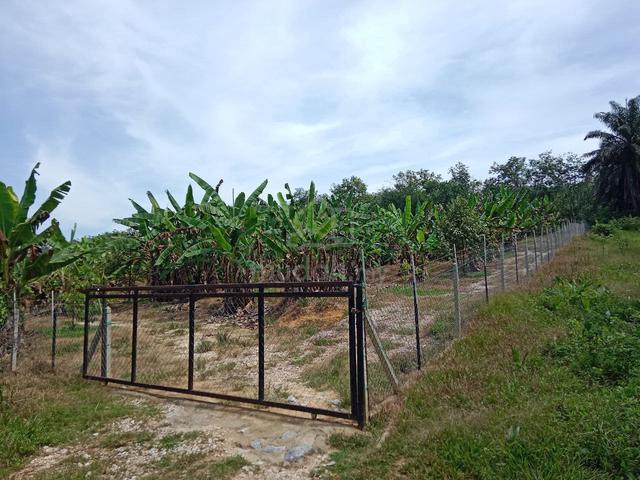 Ladang Durian Eksklusif Untuk Dimiliki 4