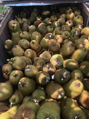 Kebun Buah Untuk Dijual 2