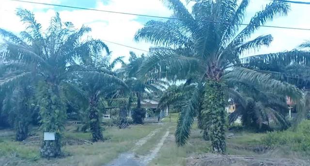 Bagan Datuk Freehold Main Road Land 1
