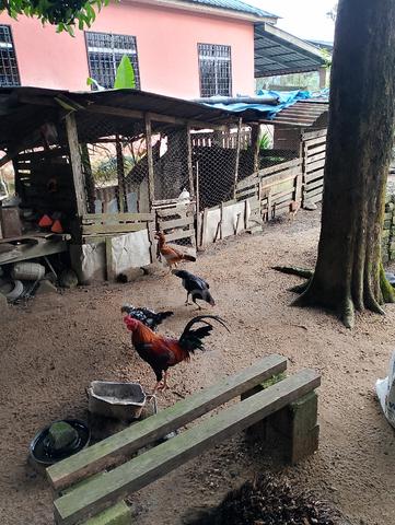 ayam kampung - photo 5 of 5