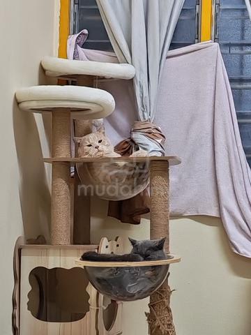 Carousel Image