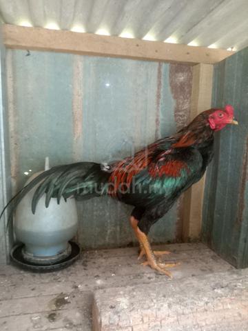 Carousel Image