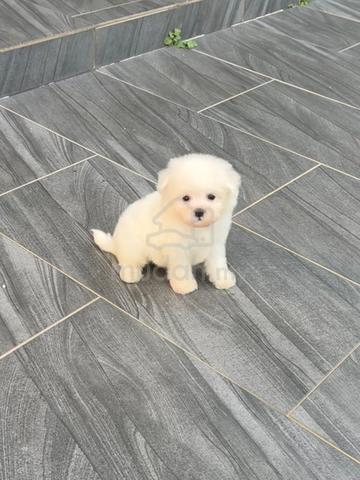 Bichon Frise puppy - photo 4 of 6