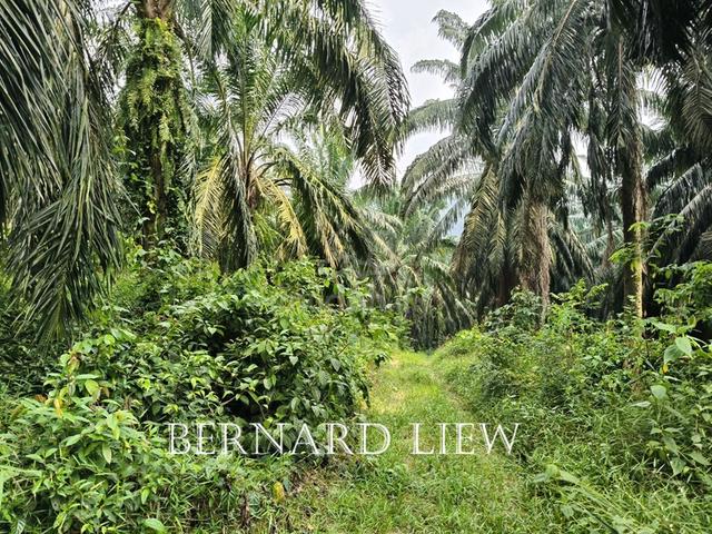 8.243ac Bukit Panchor Freehold Oil Palm Land For Sale 1
