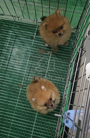 Tiny Pomeranian - photo 6 of 6