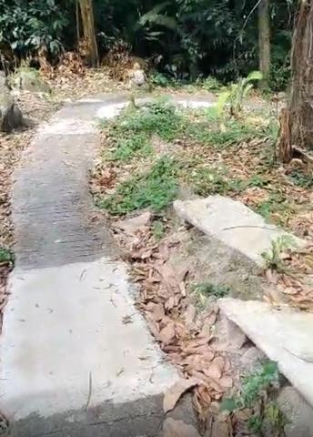 Durian plantation at telok kumbar 1
