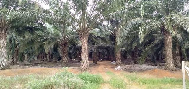 kelapa sawit 1