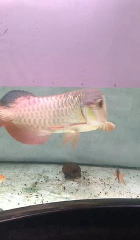 Arowana golden heat - photo 4 of 4