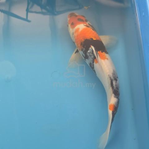 Beautiful 38cm Japanese Koi Fish For Sale

 - photo 2 of 2