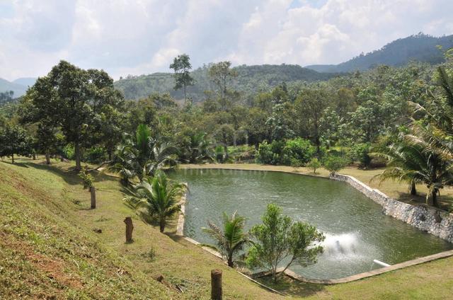 Musang King Estate 3