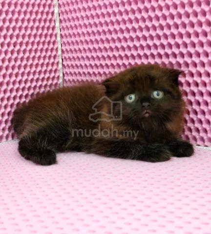 British longhair male - photo 2 of 2