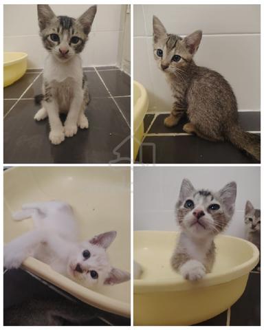 4 cute kittens, kucing - photo 2 of 6