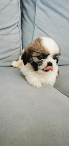 shihtzu ~6 - photo 3 of 3