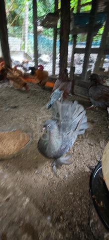 Carousel Image