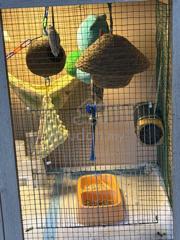 sugar glider - photo 2 of 4