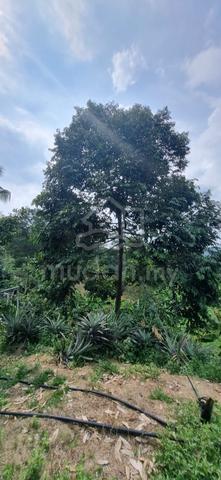Durian And Fish Farm for Sales @ Hulu Langat Selangor 1