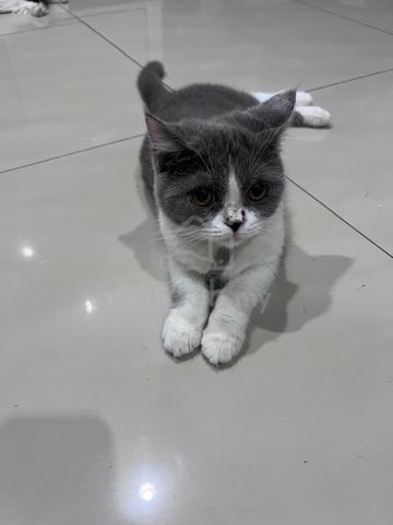 kucing  - photo 2 of 3