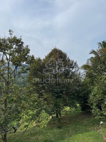 Tambun Freehold Agricultural Land For Sell 1