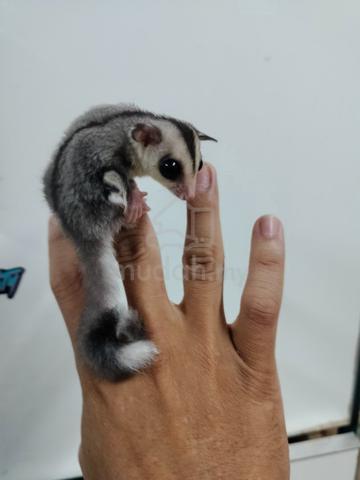 Sugar glider white face ring tail jantan - photo 3 of 3