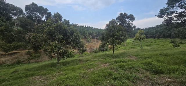 Super Huge Agricultural Land Karangan Kedah 121 .74 Acres 1