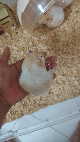 hamsters  - photo 3 of 6