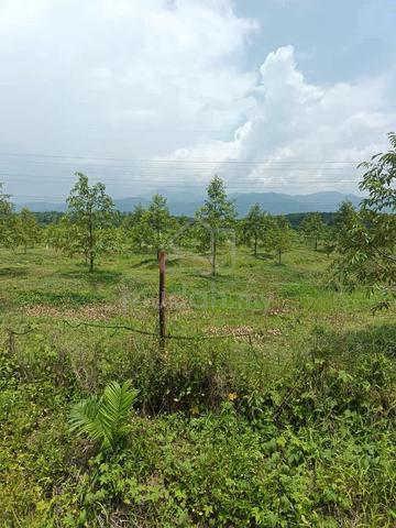 玲珑榴莲 Lenggong Perak Flat Land Durian Orchard 17Ekar Road Side For Sale 3