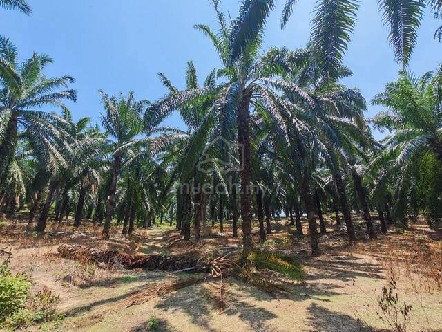 Kampung Solok Berangan, Masjid Tanah Oil Palm, Lendu 1