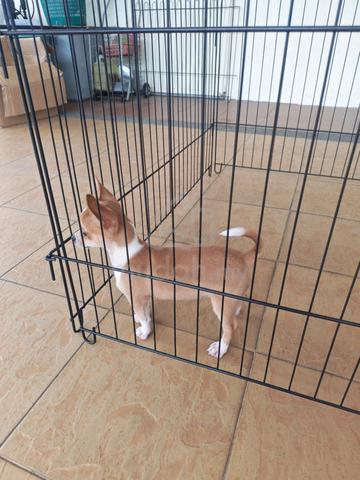 Promo 😀 Small Cute Chi hua hua puppy 吉娃娃 2710D - photo 3 of 6