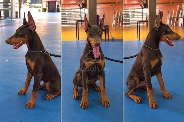 Male Doberman - photo 2 of 2