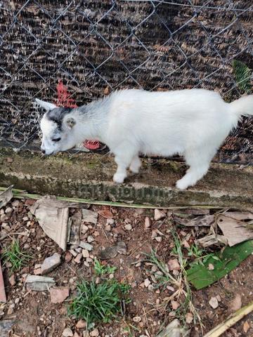 Kambing Pygmy - photo 3 of 3