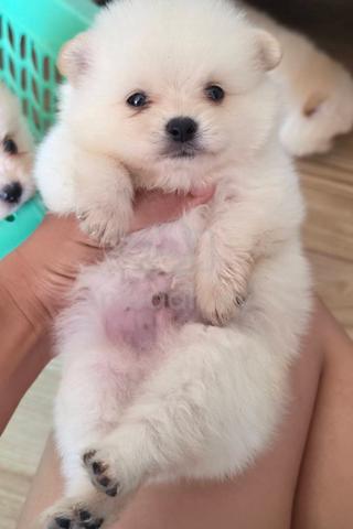 POMERANIAN PUPPIES VIP05 available cute girl - photo 2 of 3
