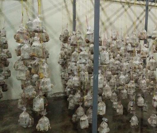 Carousel Image