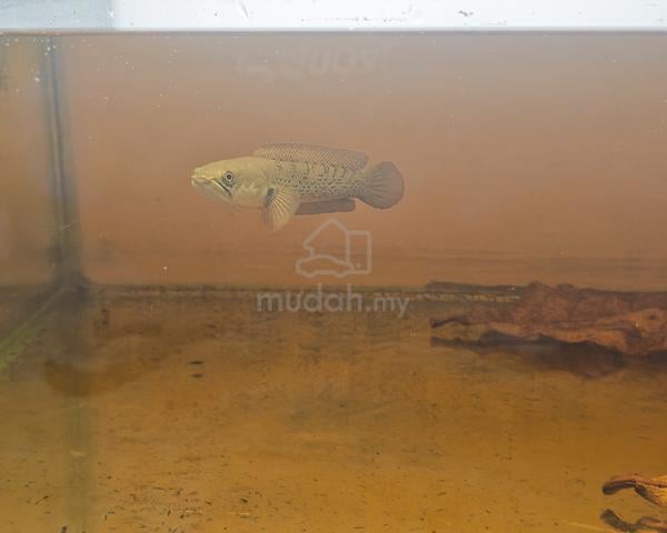 chana stewarti - photo 4 of 6
