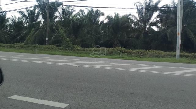 Oil Palm Estate and Solar Farm Land in Mukim Tawar, Kuala Ketil, Kedah 1