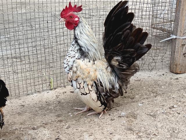 Ayam Katik Jantan - Pets for sale in Keningau, Sabah