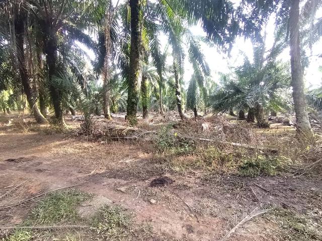 Kanchong Tengah Land Banting, 📌 * 5.06 acres 📌Freehold 3