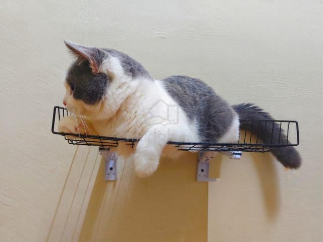 Kucing Besar - photo 5 of 6