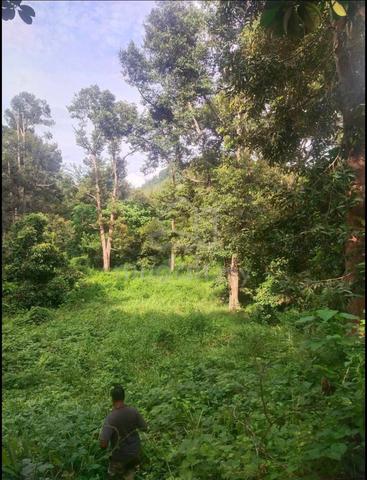 4 Ekar Dusun Buah Tepi Sungai-Direct Owner 1