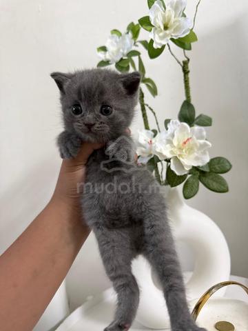 rehome - photo 3 of 3