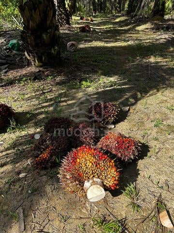 2.09 Ekar Tanah Pertanian/Dusun @ Sg Semenchu, Kota Tinggi 1