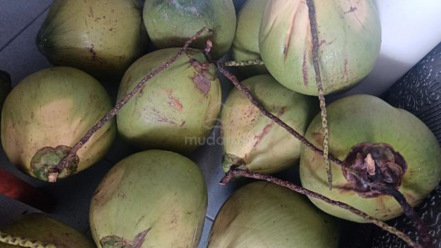 Coconut Pandan - photo 5 of 6