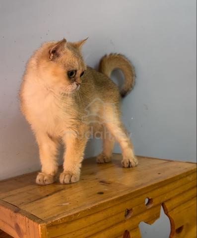 Bsh British Shorthair Golden Male Ny Pets For Sale In Puncak Alam Selangor