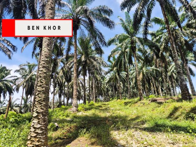 4.17 Acres | Agricultural land | Yellow soil | Selama | PERAK 1